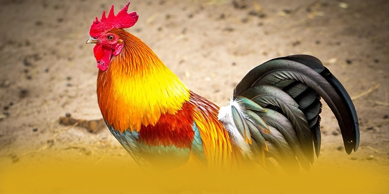 WIN79 - Cổng giải trí uy tín được cộng đồng đánh giá cao