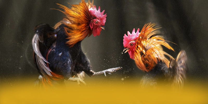 SUNWIN - Sảnh game mượt mà được quan tâm hàng đầu