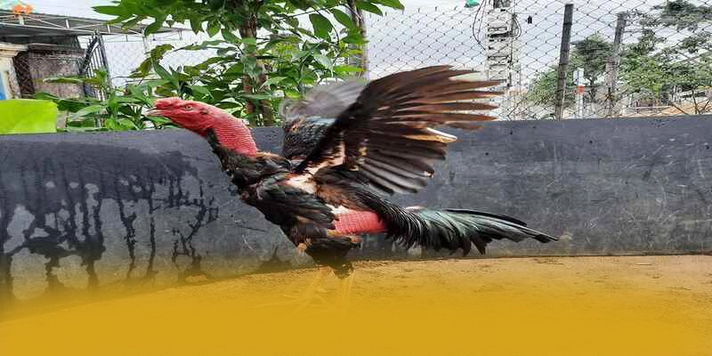 WIN79 - Tổng quan về thương hiệu một cách toàn diện.