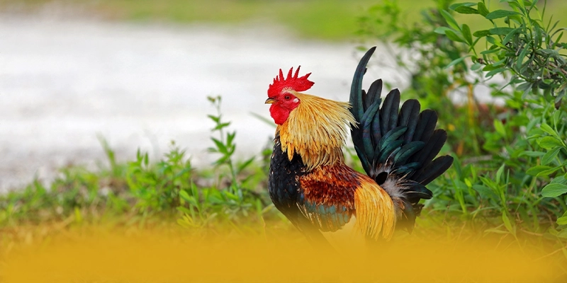 B52 - Sảnh game đáng trải nghiệm trong giới game thủ