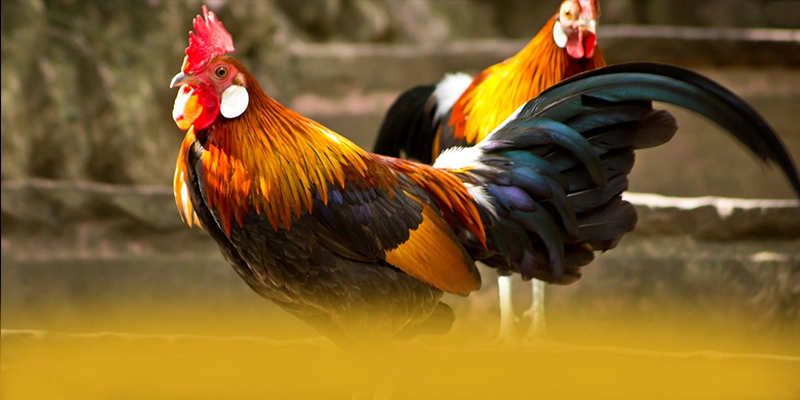 AU88 - Kết luận với đầy đủ ưu điểm nổi bật.