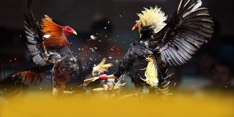 FC88 - Cổng giải trí đạt chuẩn quốc tế được đánh giá cao – Đánh giá chi tiết về FC88