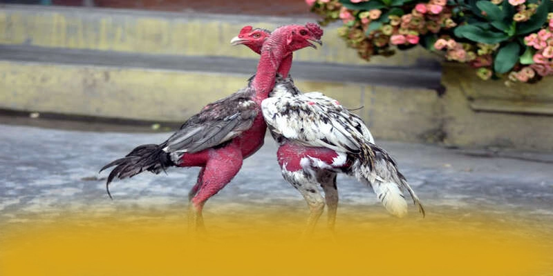 UU88 - Ứng dụng giải trí được đánh giá cao về độ tin cậy được giới chuyên môn đánh giá cao – Khám phá hệ thống bảo mật tại UU88