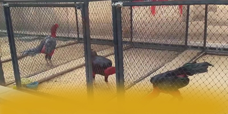 BL555 – Sân chơi hàng đầu Việt Nam, được người chơi yêu thích.